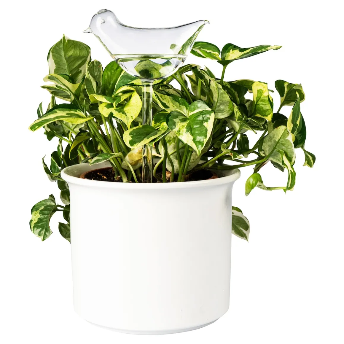 Glas-Bewässerungshilfe „Vögel“, 2 Stück