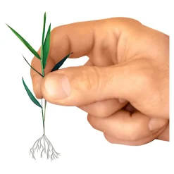 Wurzeltreibfix, 30 g